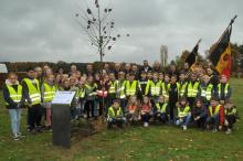 planten vredesboom